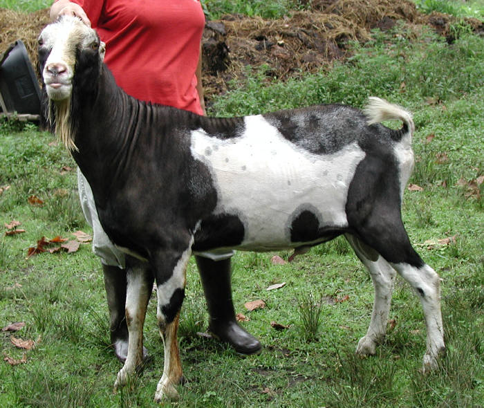 judybuck.jpg